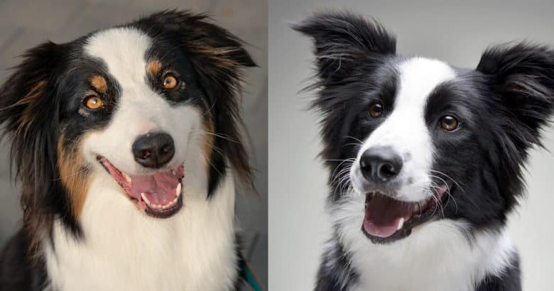 An Australian Shepherd and a Border Collie smiling