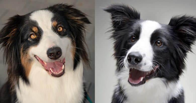Australian Shepherds vs Border Collies - Similarities and Differences