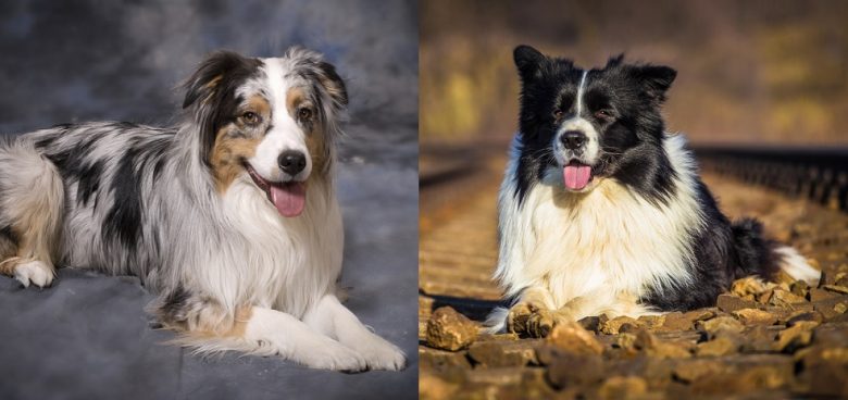 An Australian Shepherd and a Border Collie lying down