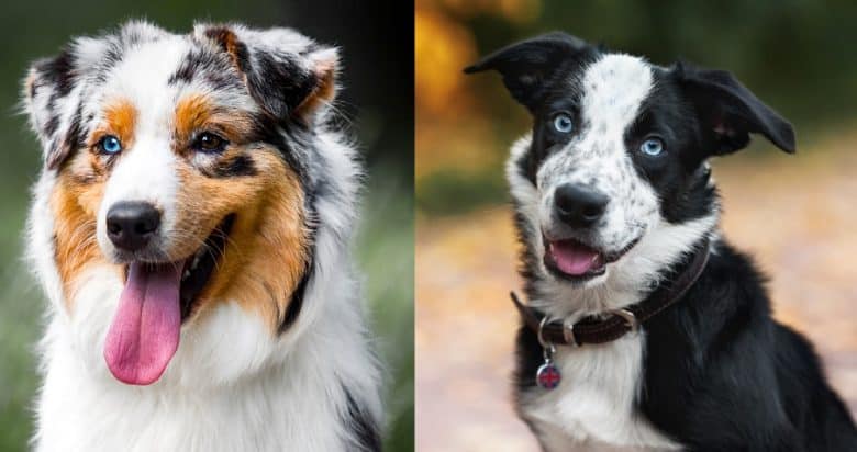 Close-up images of an Australian Shepherd and a Border Collie