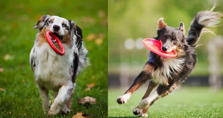 An Australian Shepherd and a Border Collie running with toys