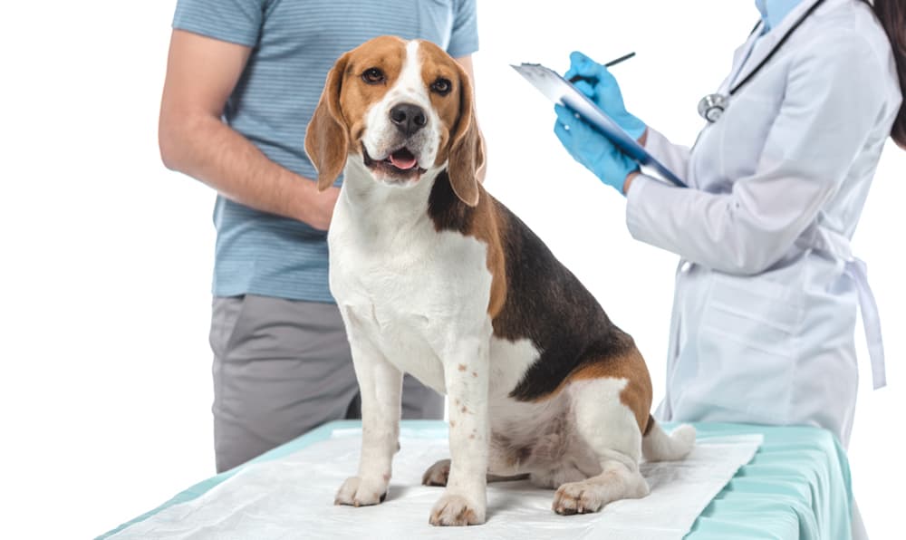 Beagle dog being check on veterinary clinic