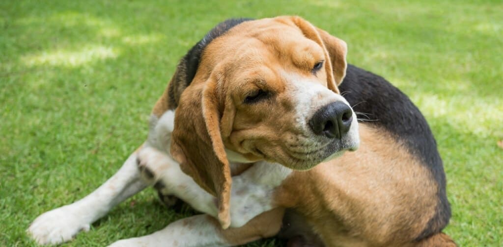 Allergic Beagle dog scratching