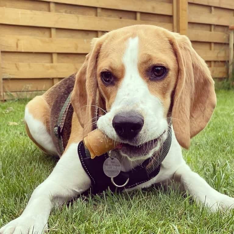 A Beagle eating a dog treat