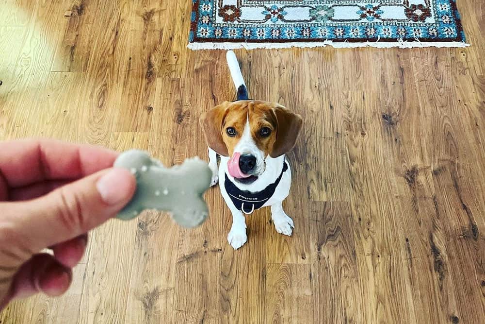 Beagle dog excited for the treat