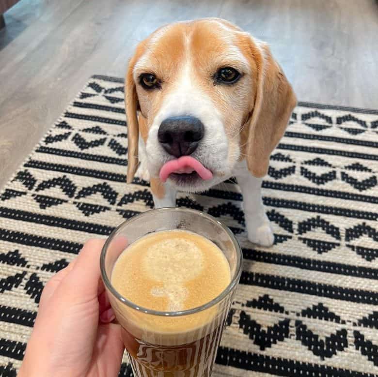 A Beagle sticking its tongue out to the sight of coffee
