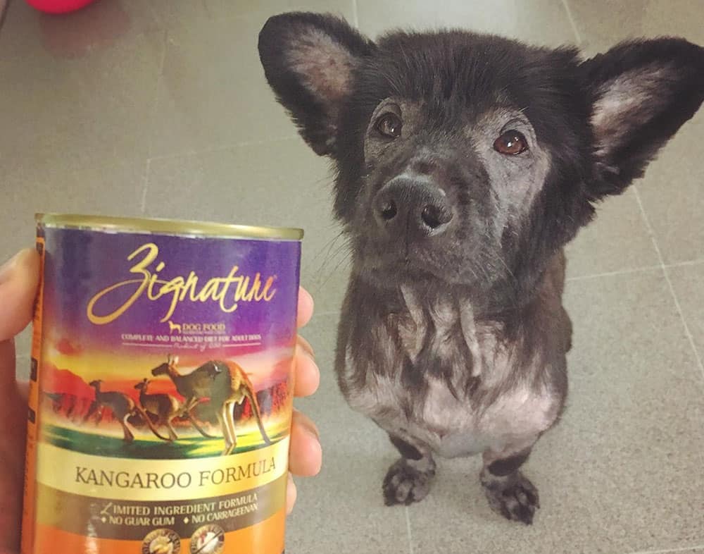 Black Mongrel dog got a kangaroo formula dog food