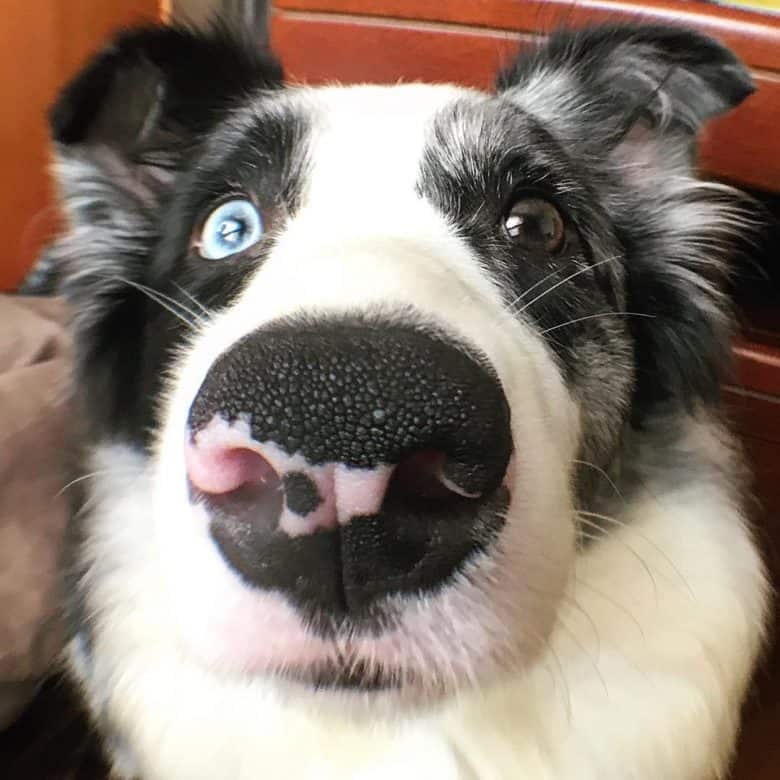 A close-up image of a Border Collie