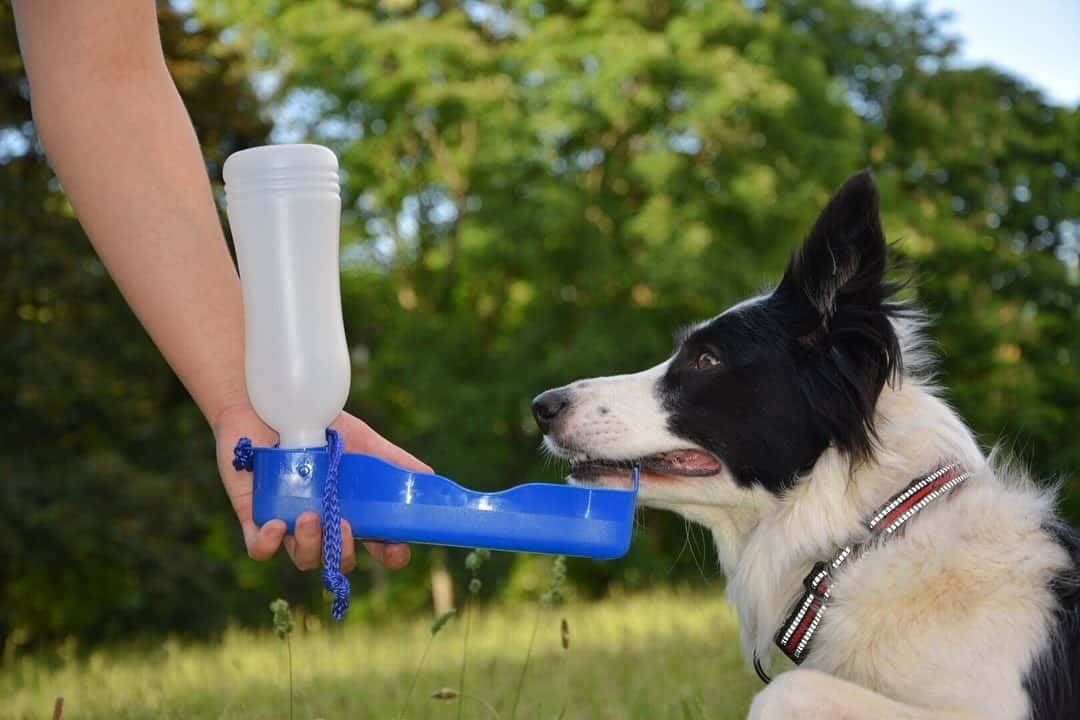 Border Collie dog drinking water in a portable water bottle