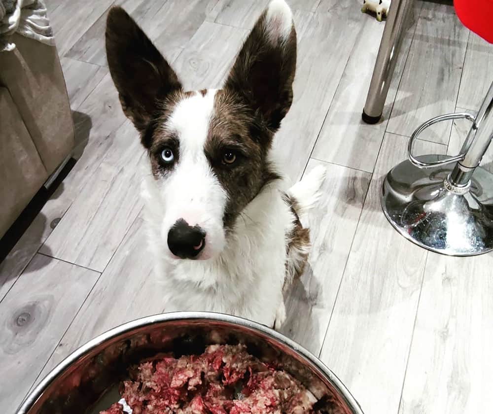 Border Collie dog drooling for the raw meat food