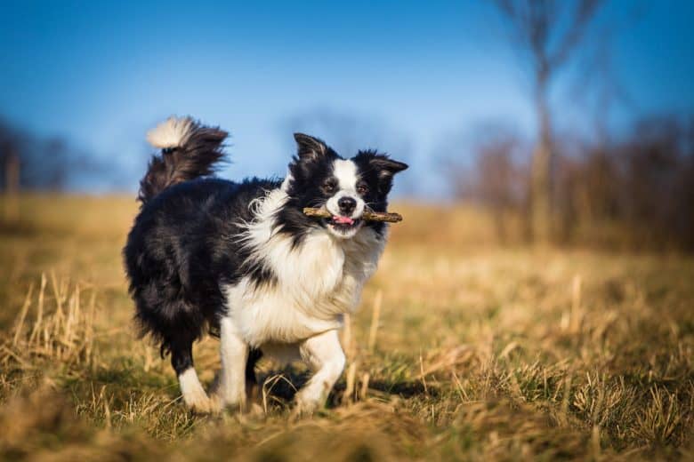 A Border Collie outdoors with a stick in its mouth