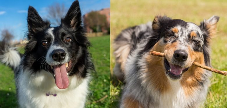A Border Collie and an Australian Shepherd outdoors