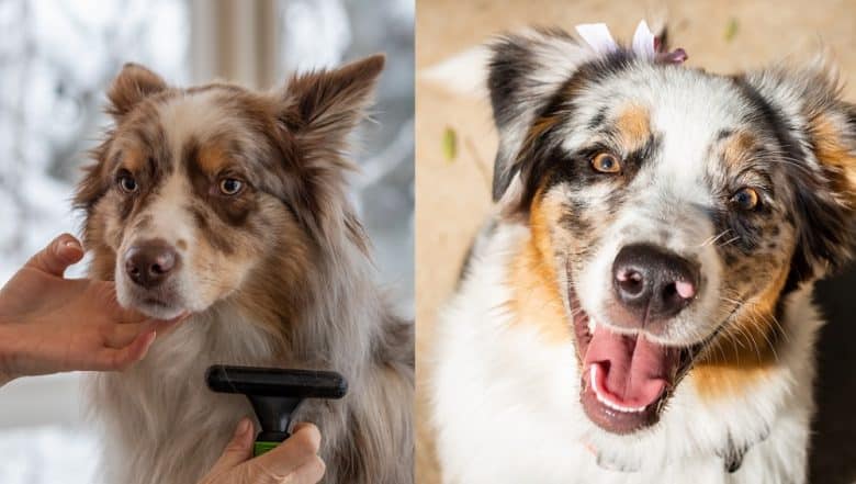 A Border Collie being groomed and an Australian Shepherd looking up