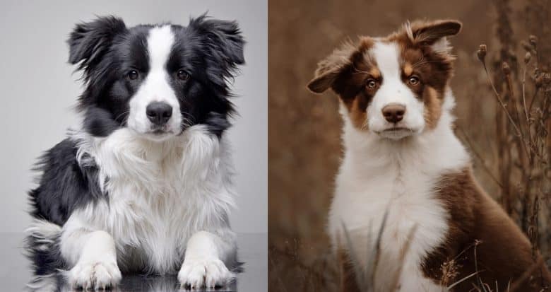 A Border Collie puppy and an Australian Shepherd puppy