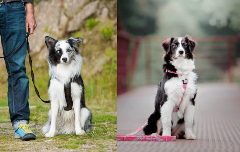 Leashed Border Collie and Australian Shepherd dogs sitting