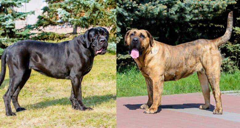 A Cane Corso and a Presa Canario standing outdoors