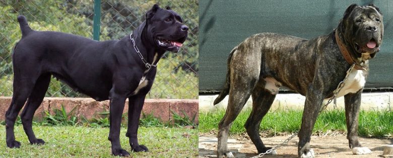 A Cane Corso and a Presa Canario standing