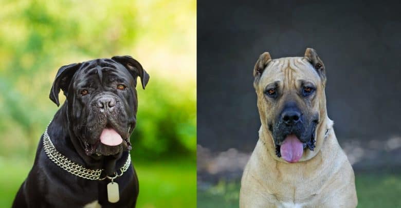 A Cane Corso and a Presa Canario sticking their tongues out