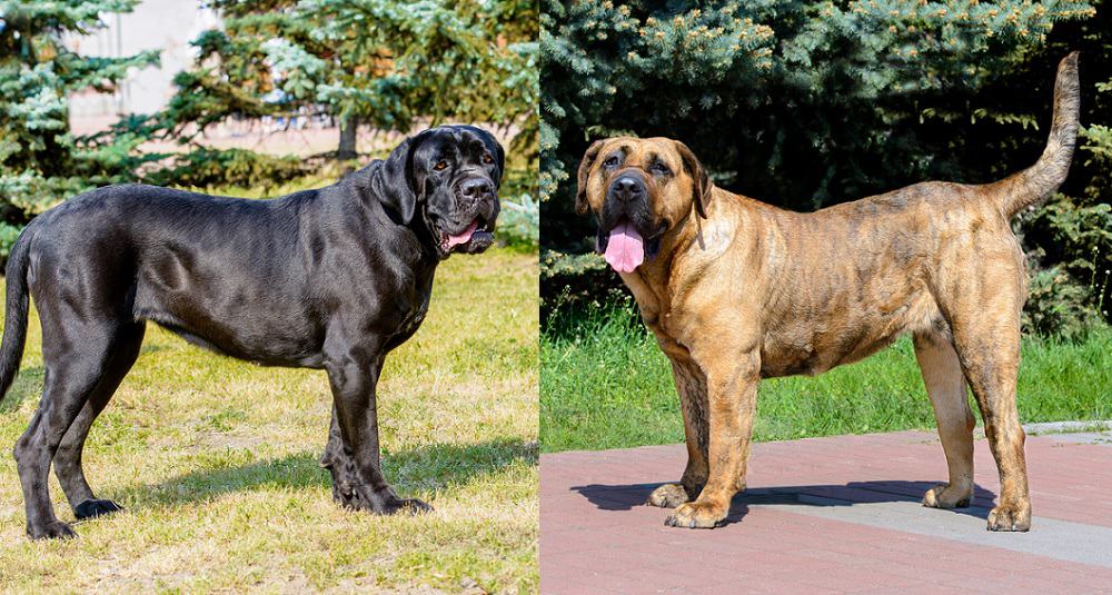 Presa Canario vs Cane Corso: What's the Difference Between ...
