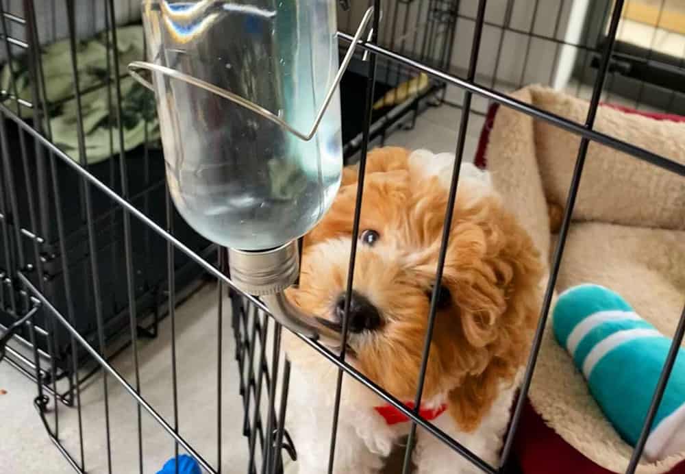 Cavapoo dog drinking from water dispenser bottle inside the crate