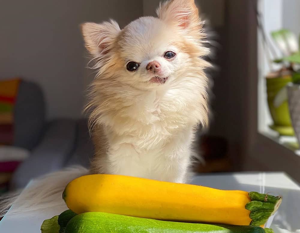 Chihuahua dog ignoring the zucchini