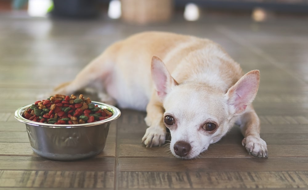 Sick Chihuahua dog laying down ignoring the food