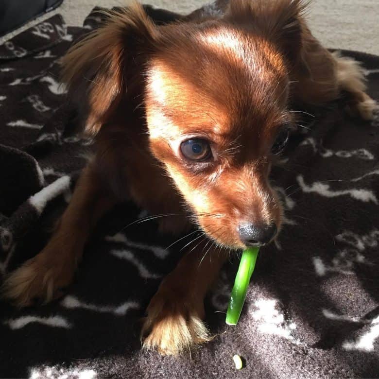 A Chihuahua Poodle Mix eating green beans
