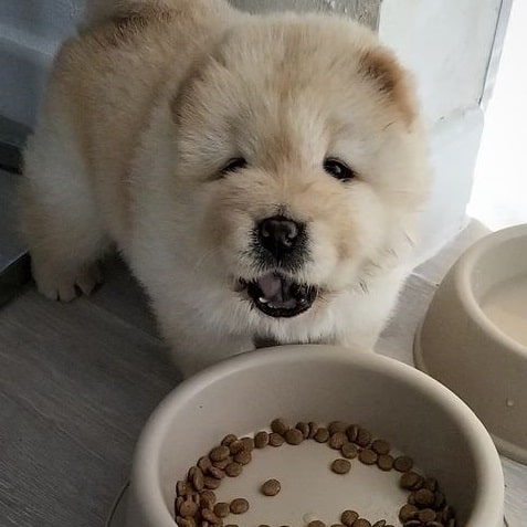 A Chow Chow puppy with dog food