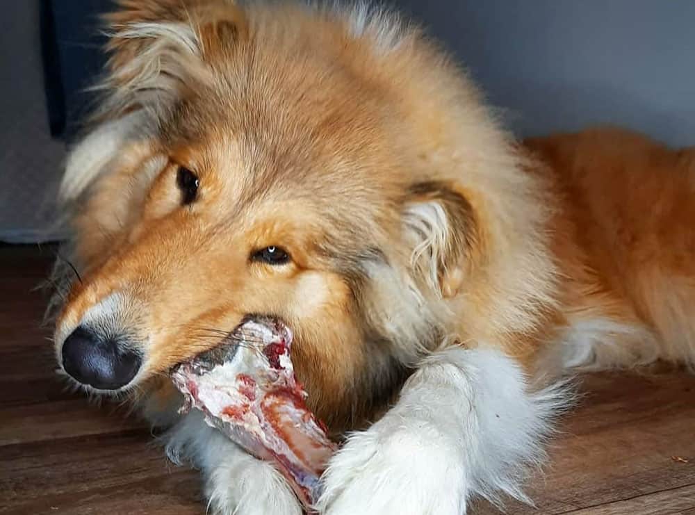A Collie dog eating a bone