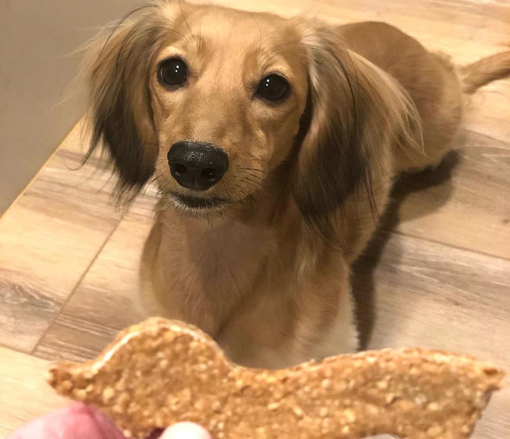 Dachshund dog got a homemade cookies treat