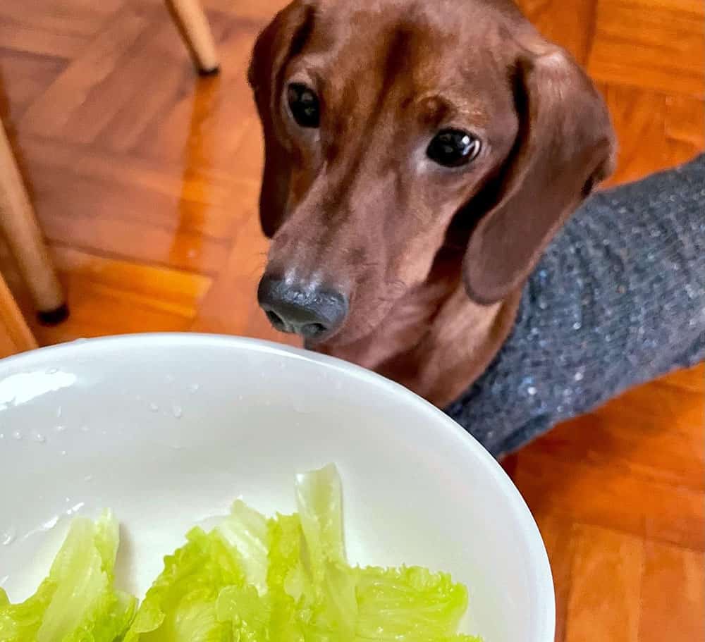 Dachshund dog looking at the fresh Chinese cabbage