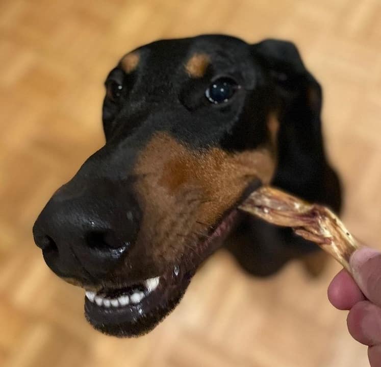 A Doberman Pinscher eating a dog treat