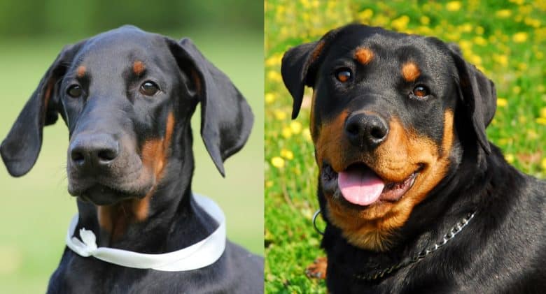 Close-up images of the Doberman Pinscher and the Rottweiler