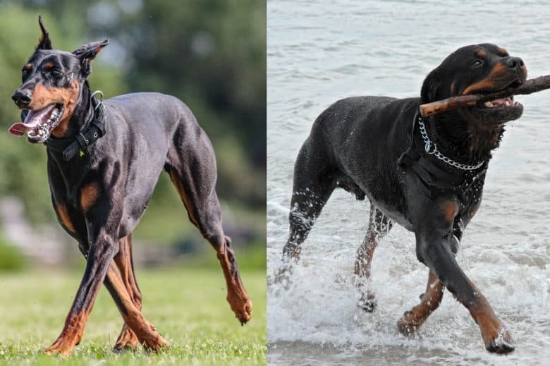 A Doberman Pinscher and A Rottweiler being active outdoors
