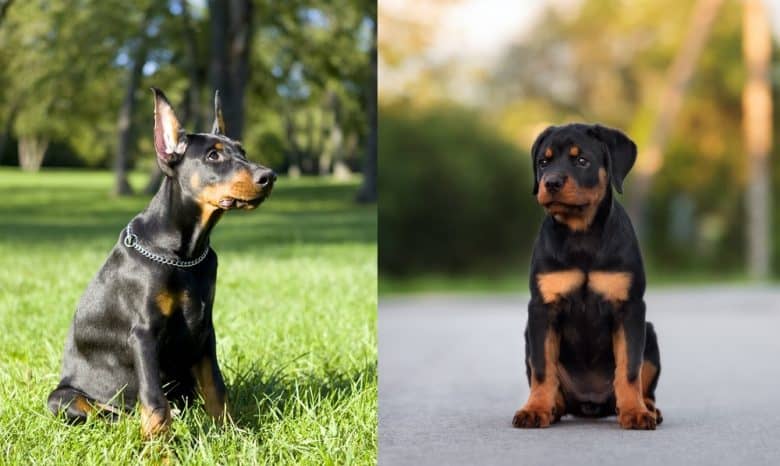 A Doberman Pinscher puppy and a Rottweiler puppy