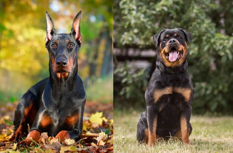 A Doberman Pinscher lying down and a Rottweiler sitting outdoors