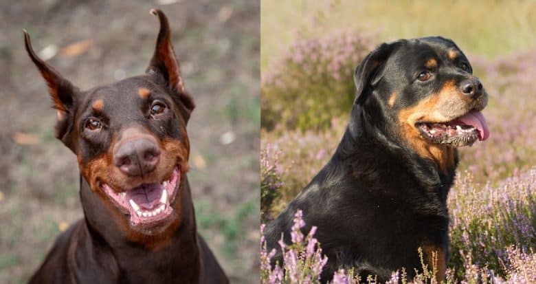 Close-up images of smiling Doberman Pinscher and Rottweiler dogs