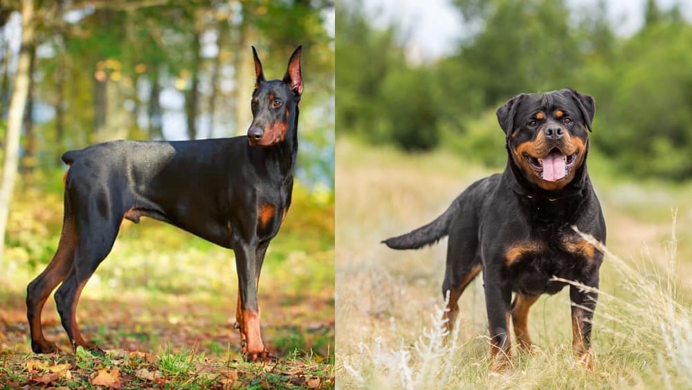 Doberman vs Rottweiler Which One is Better For Your Home? K9 