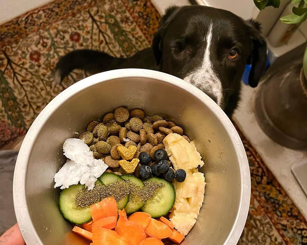A dog having a kibble mixed with veggies meal