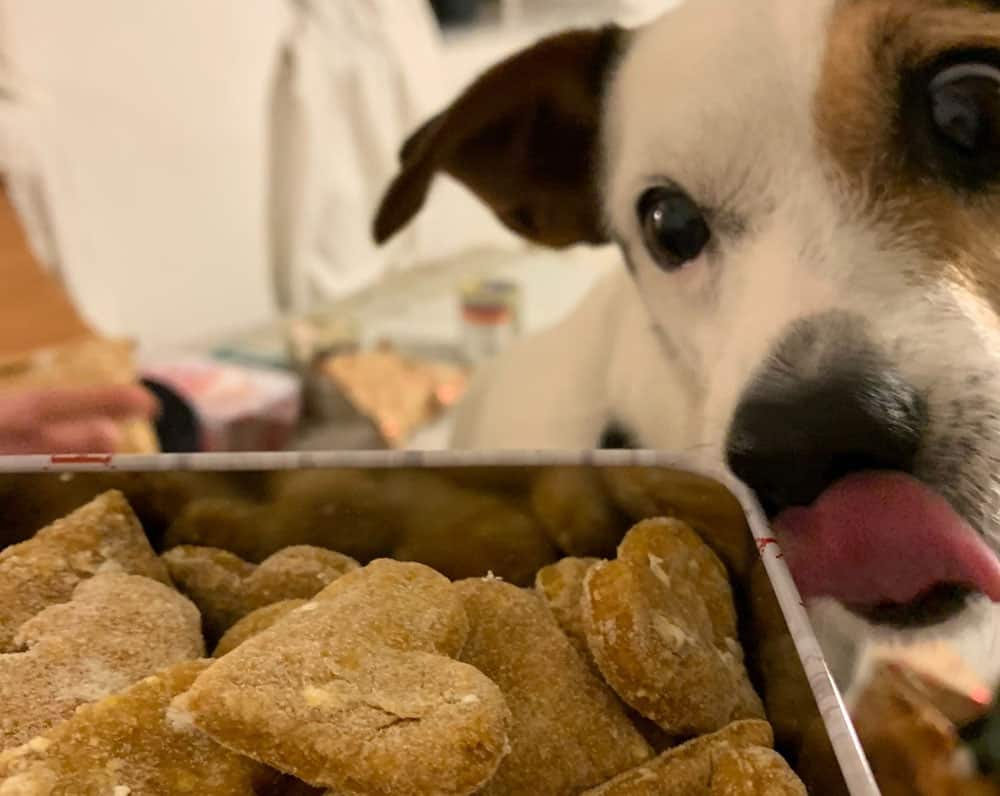 Dog wants to try the homemade cookies
