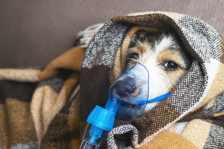 A dog wearing an oxygen mask