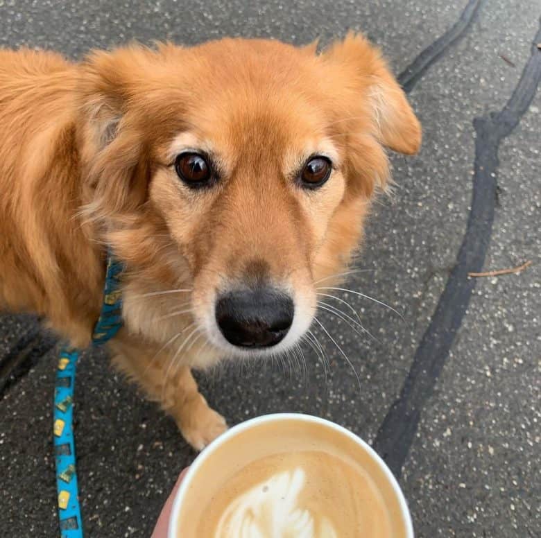 A dog with coffee