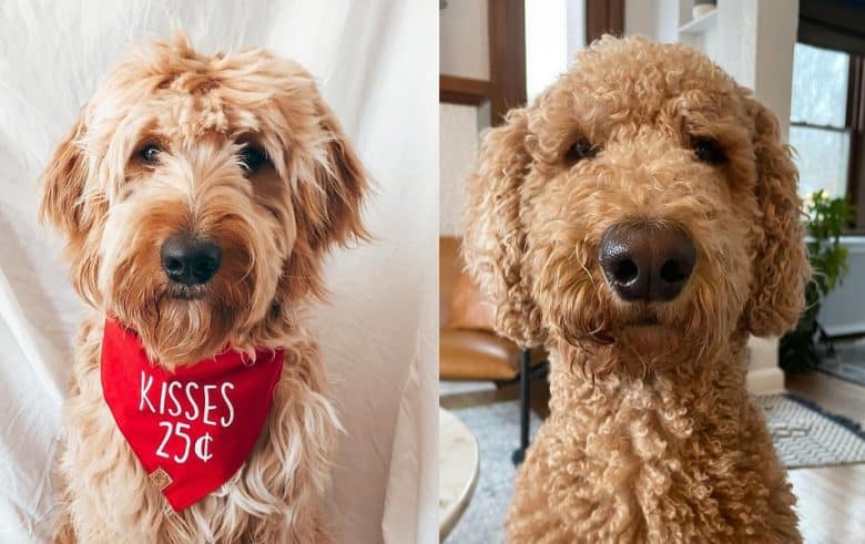 Close-up images of F1 and F1B Goldendoodles