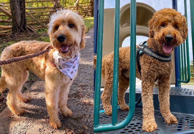 F1 and F1B Goldendoodles exercising outdoors
