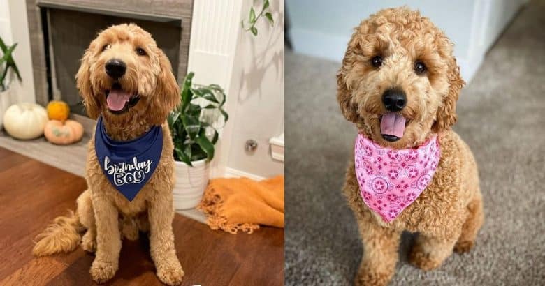 F1 Standard Goldendoodle and F1B Goldendoodle puppies