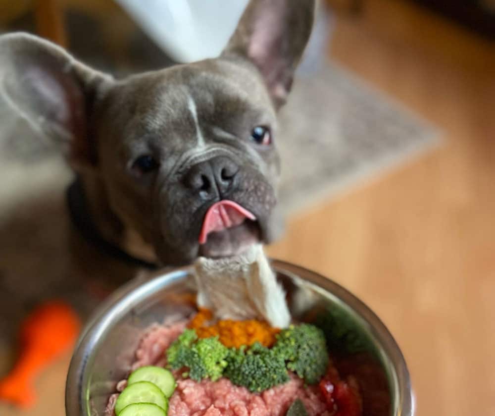 French Bulldog tongues out for meat with veggies food