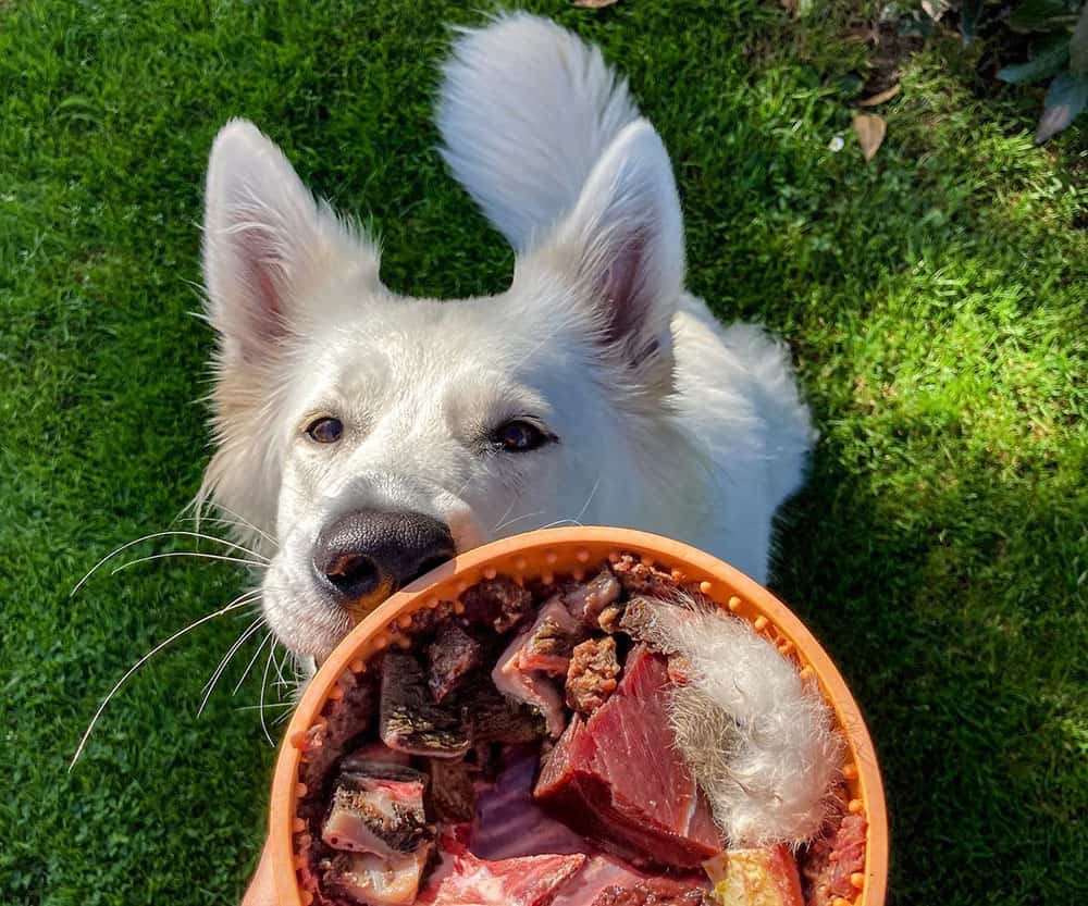German Shepherd dog having a raw meat meal