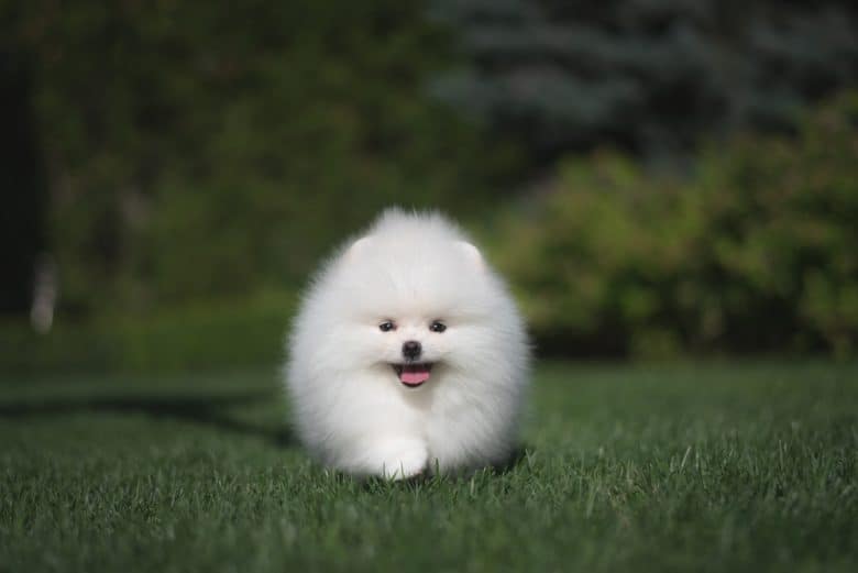 A German Spitz puppy running outdoors
