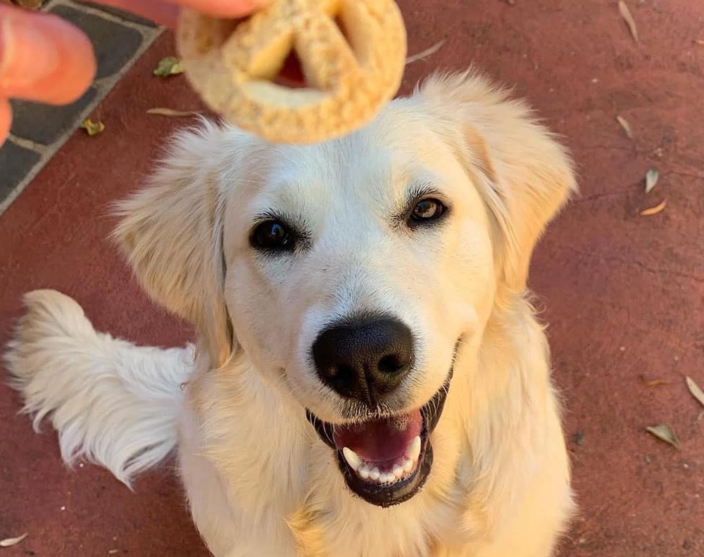 Golden Retriever drooling for the biscuit treat