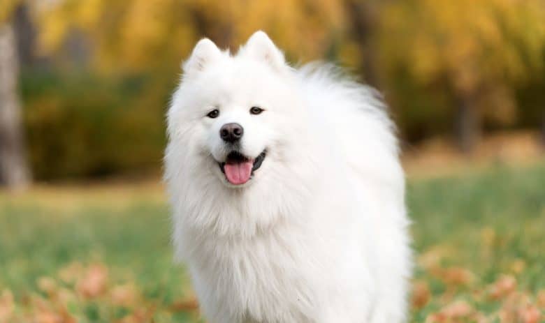 A happy Samoyed dog in the autumn park